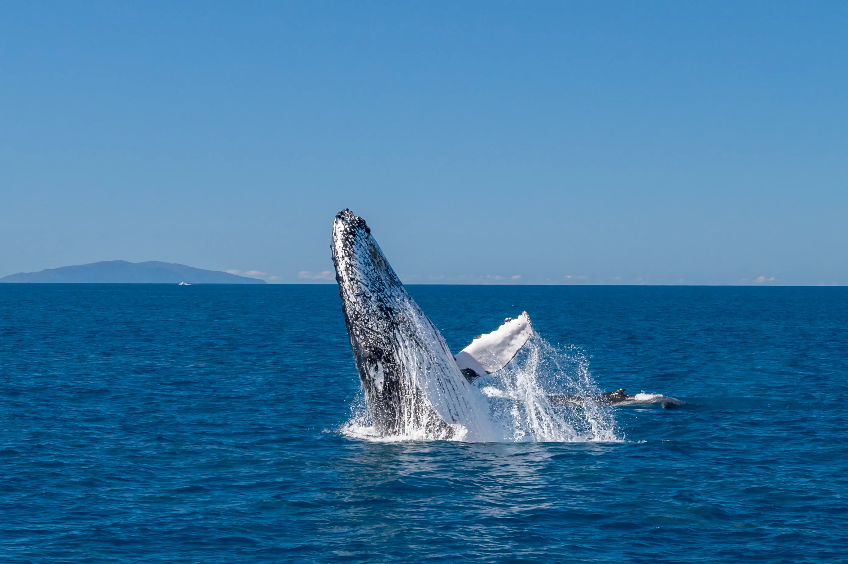 Mackay Whale Watching Coastal Explorer Cruise, Max 12 Guests
