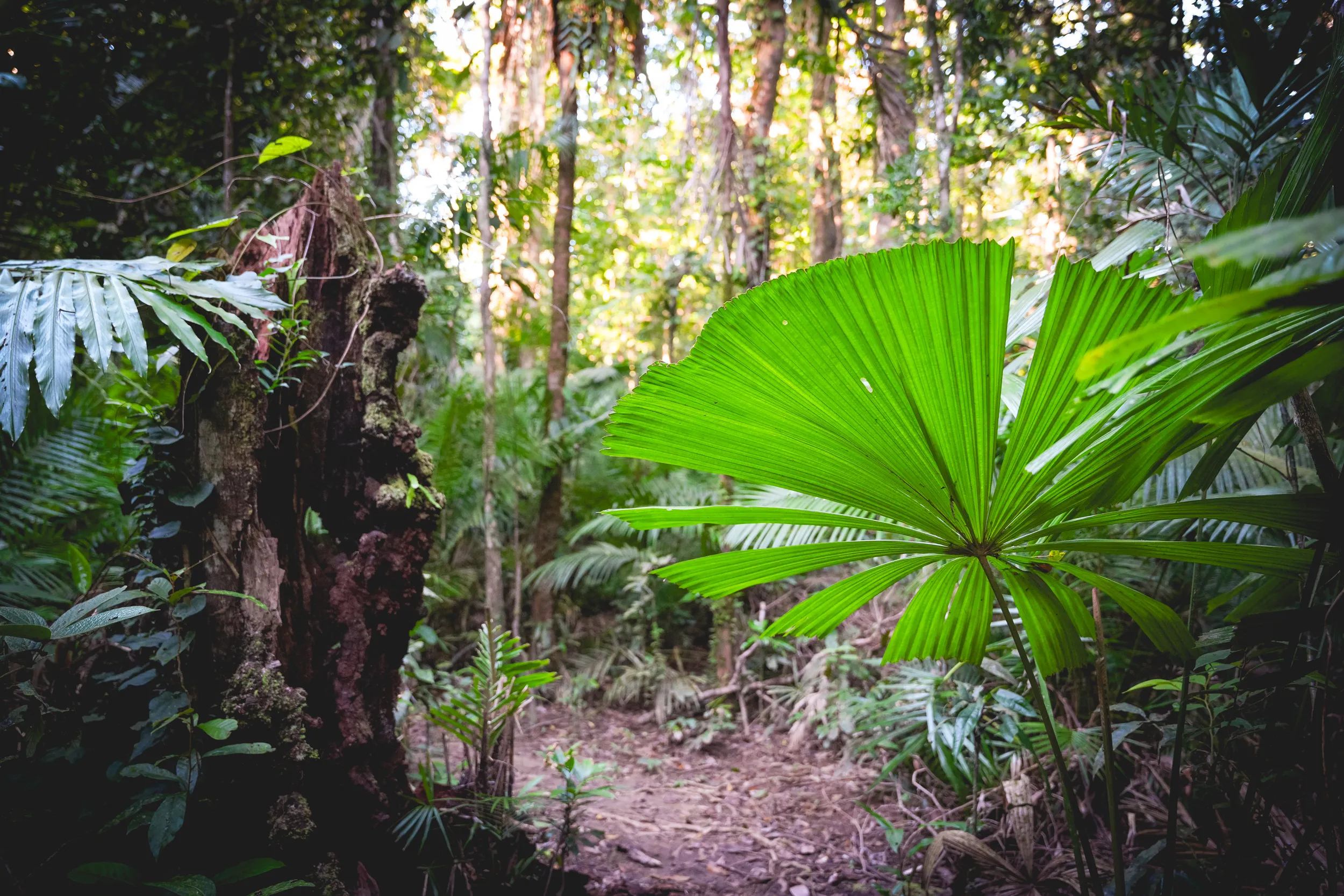 Daintree Rainforest Forest Bathing - 2 Hours | Experience Oz-9