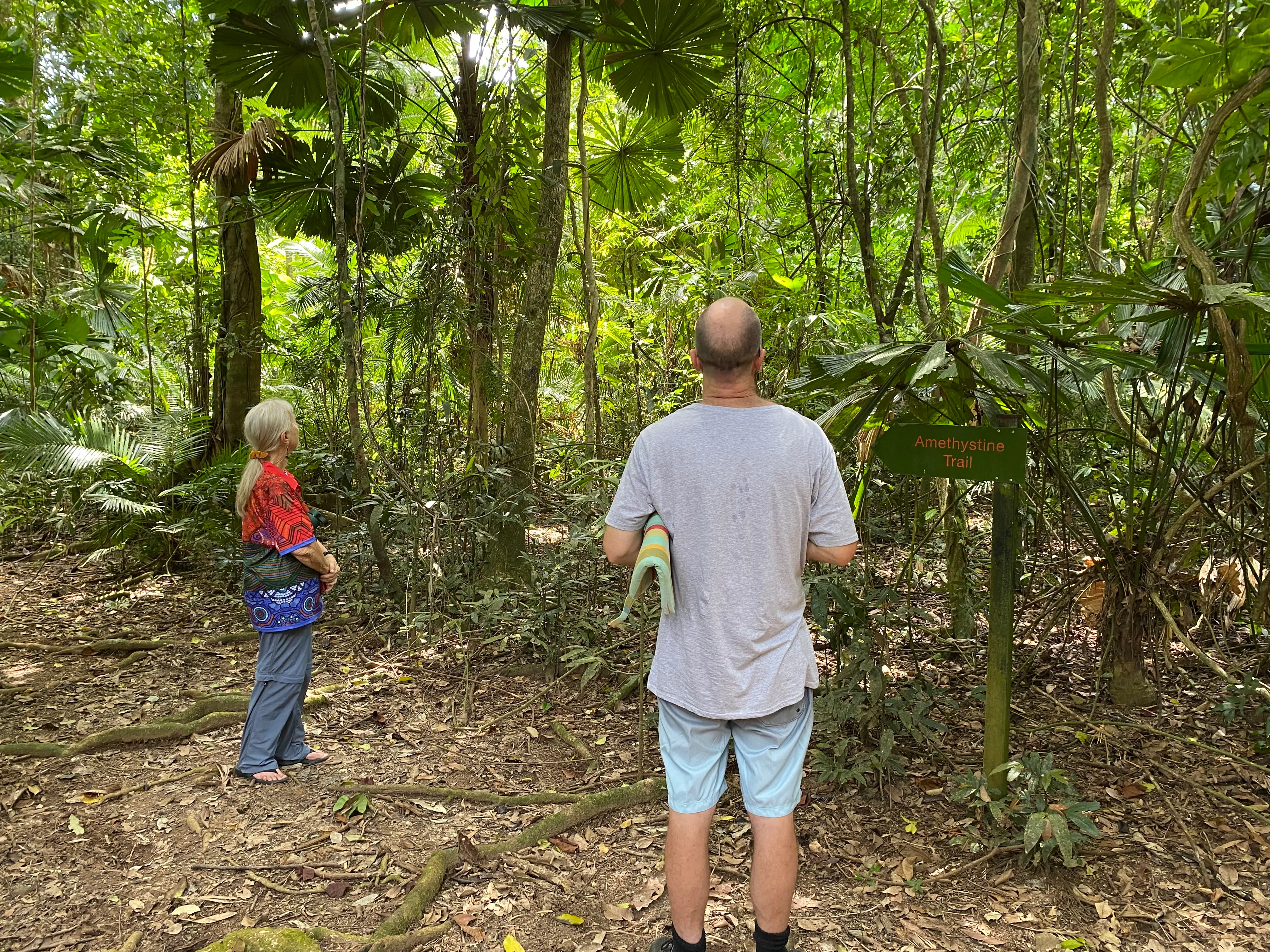 Daintree Rainforest Forest Bathing - 2 Hours | Experience Oz-3
