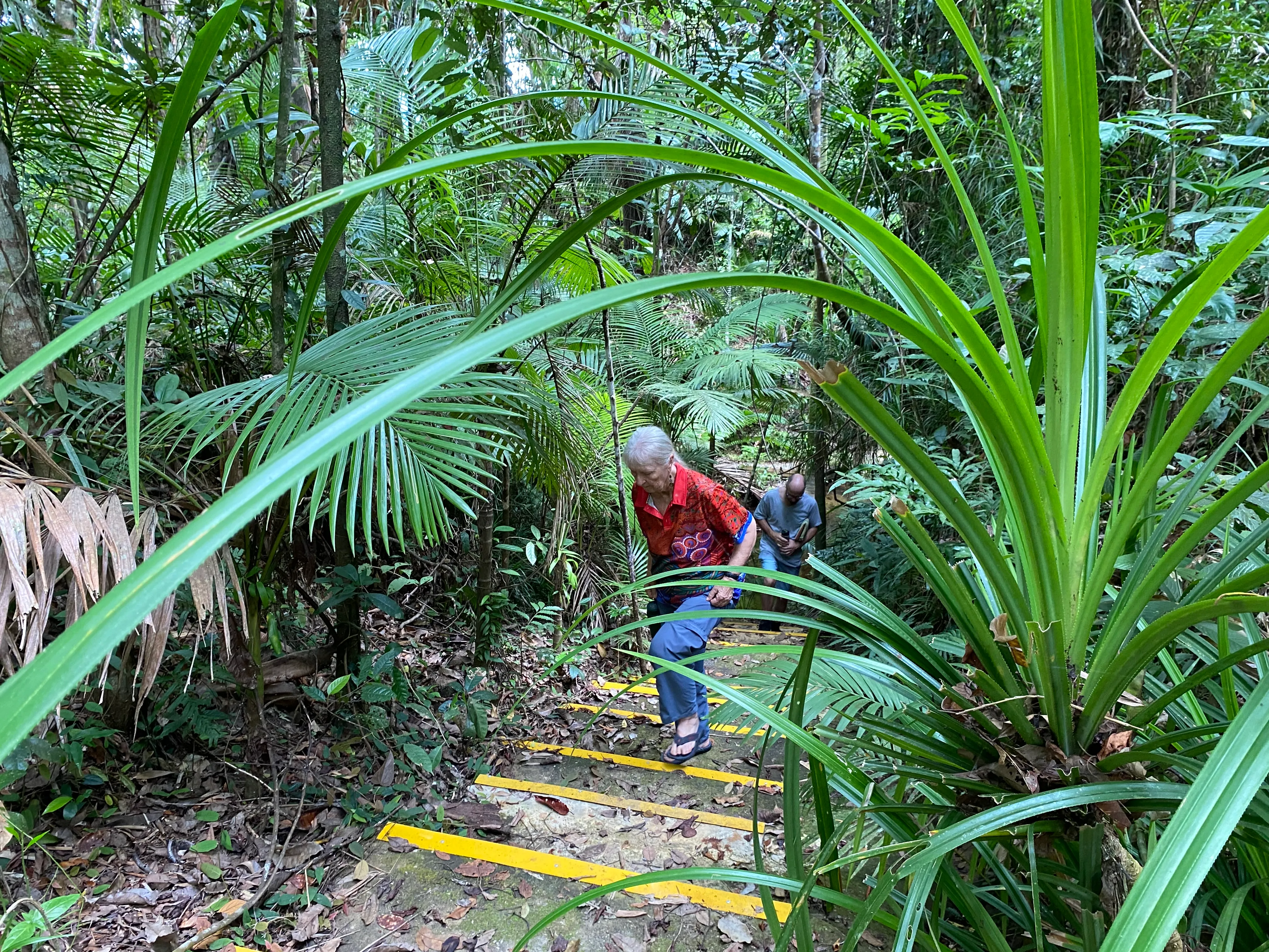 Daintree Rainforest Forest Bathing - 2 Hours | Experience Oz-7
