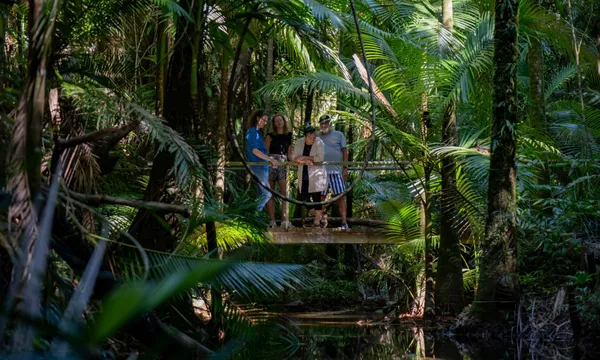 Daintree Rainforest Guided Forest Bathing - 2 Hours