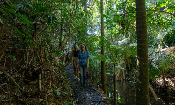 Daintree Rainforest Guided Forest Bathing - 2 Hours