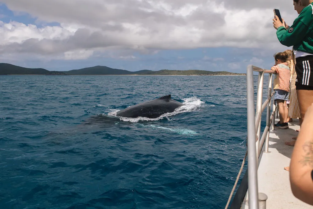 Whale Watching Cruise & Light Lunch - 3 Hours | Experience Oz-3