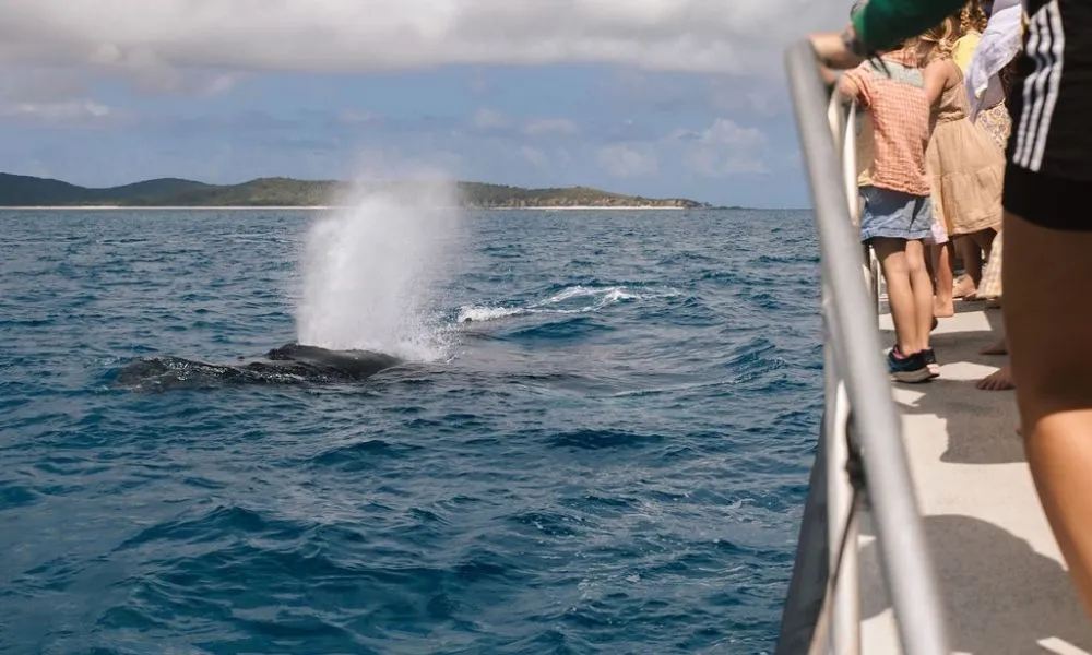 Whale Watching Cruise & Light Lunch - 3 Hours | Experience Oz-1
