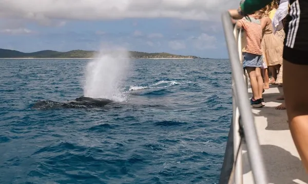 Keppel Island Whale Watching Cruise & Light Lunch - 3 Hours