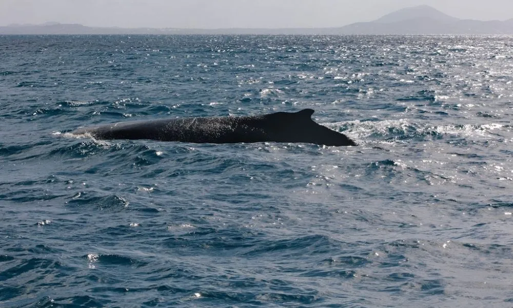 Whale Watching Cruise & Light Lunch - 3 Hours | Experience Oz-6