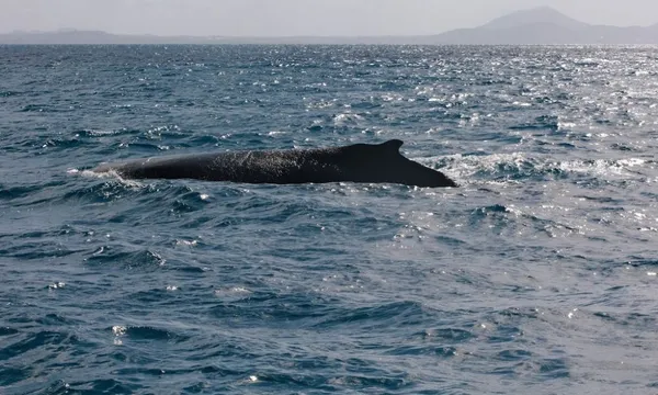 Keppel Island Whale Watching Cruise & Light Lunch - 3 Hours