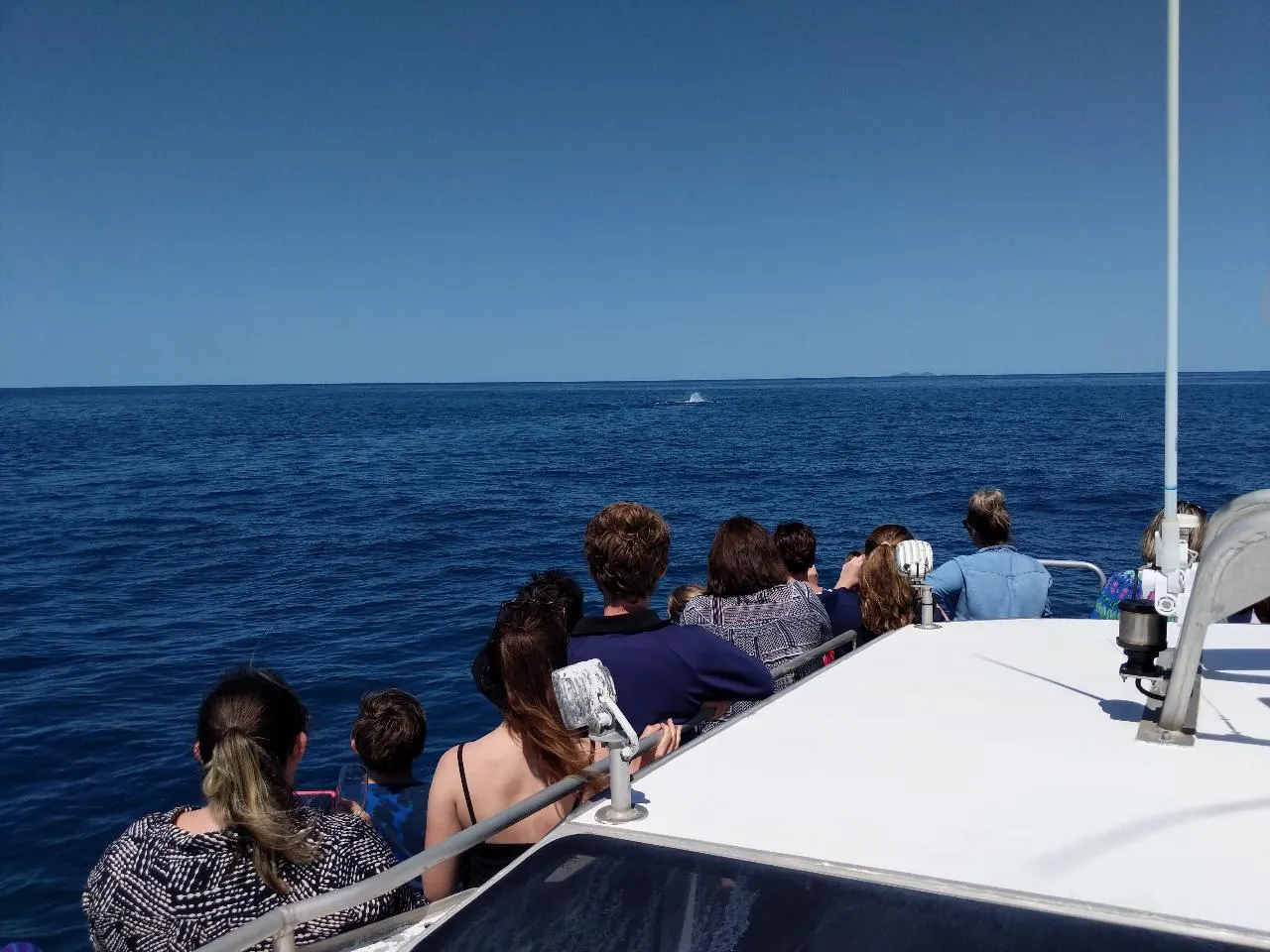 Whale Watching Cruise & Light Lunch - 3 Hours | Experience Oz-5