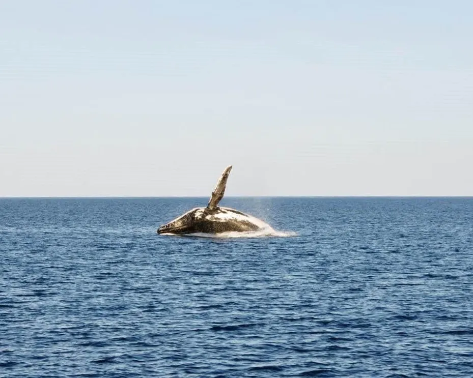 Whale Watching Cruise & Light Lunch - 3 Hours | Experience Oz-2