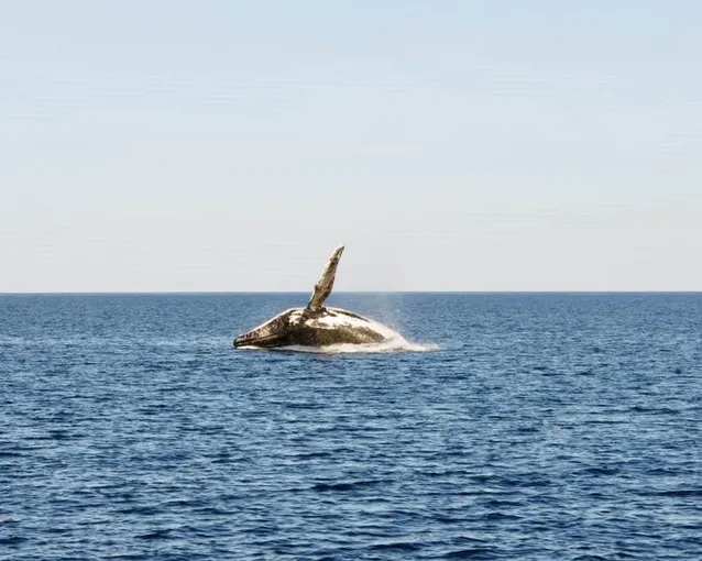 Whale Watching Cruise & Light Lunch - 3 Hours | Experience Oz