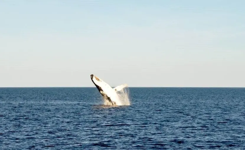 Whale Watching Cruise & Light Lunch - 3 Hours | Experience Oz