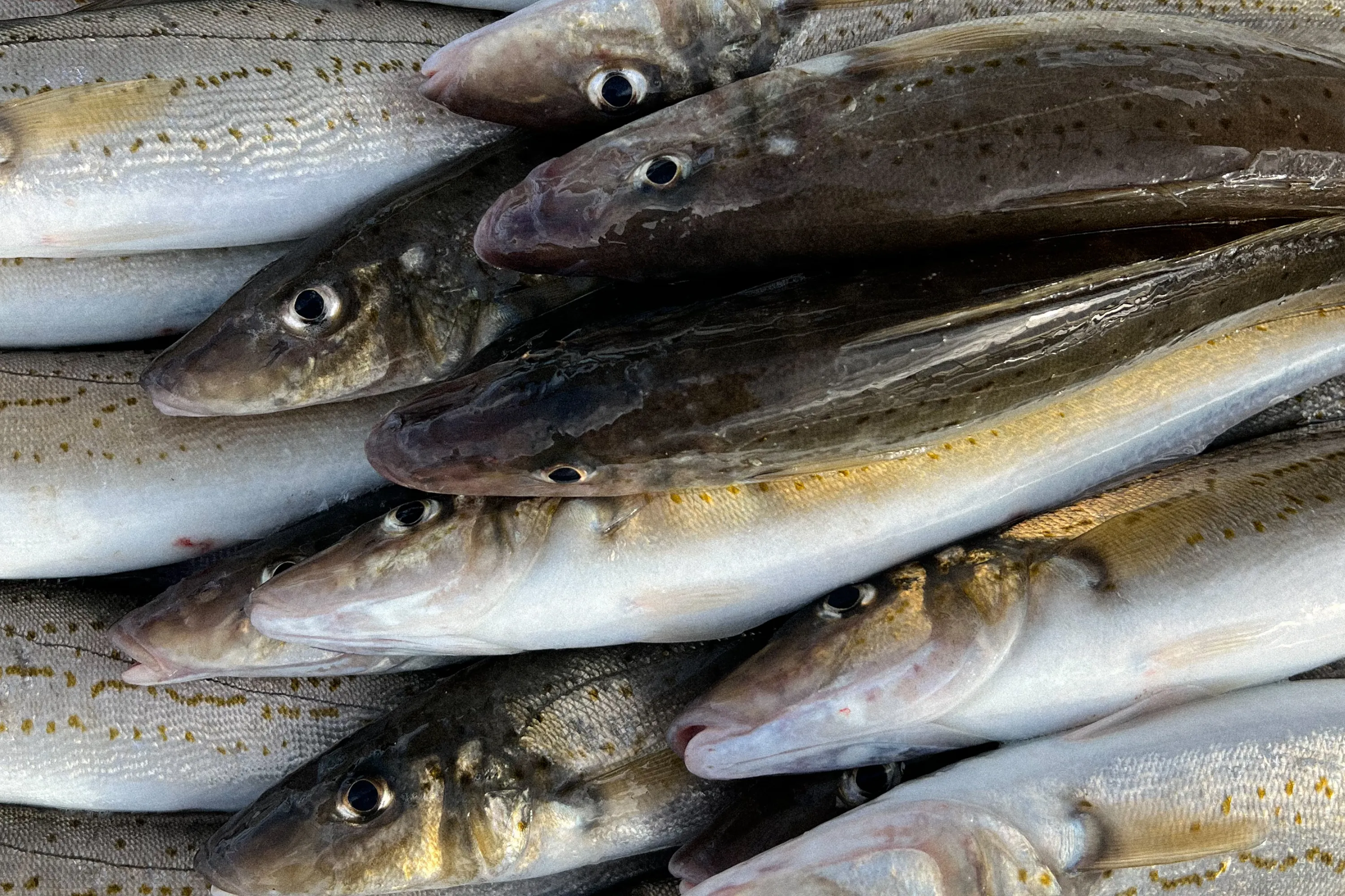 Sorrento Bay Fishing Charter - 5 Hours | Experience Oz-6