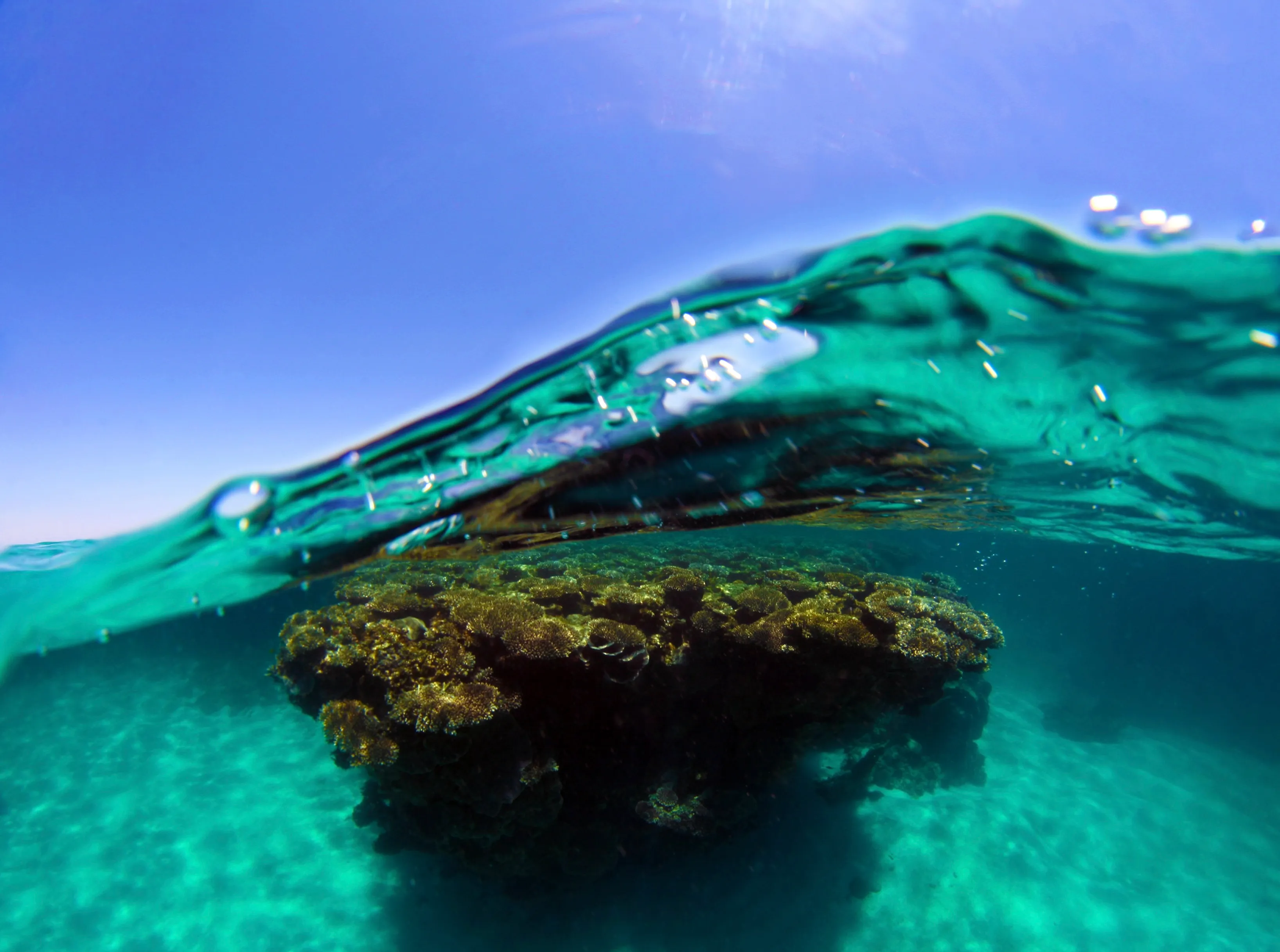 Coral Bay Ningaloo Reef Snorkel Tour - 3 Hours | Experience Oz-6