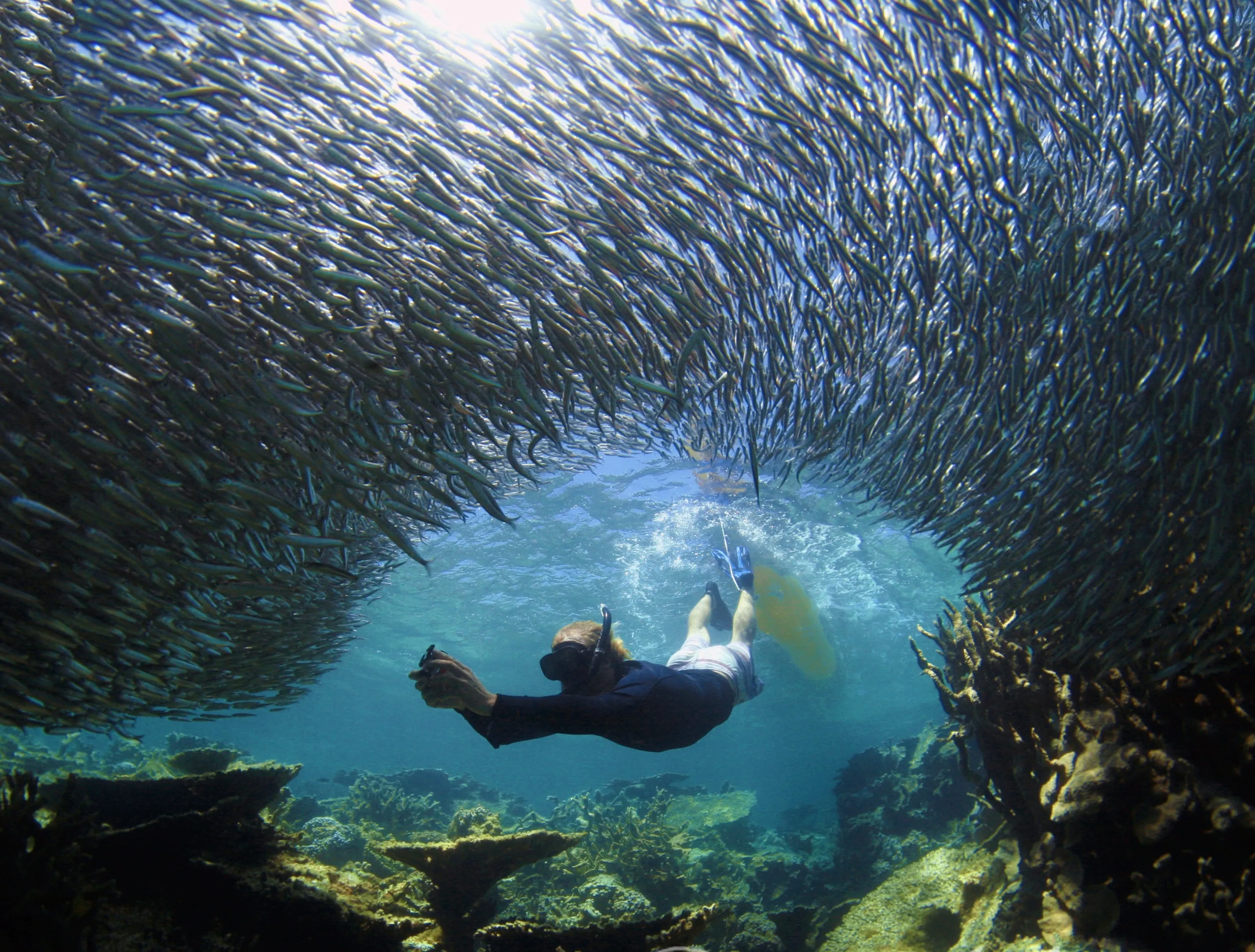 Coral Bay Ningaloo Reef Snorkel Tour - 3 Hours | Experience Oz-2