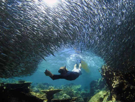 Coral Bay Ningaloo Reef Snorkel Tour - 3 Hours