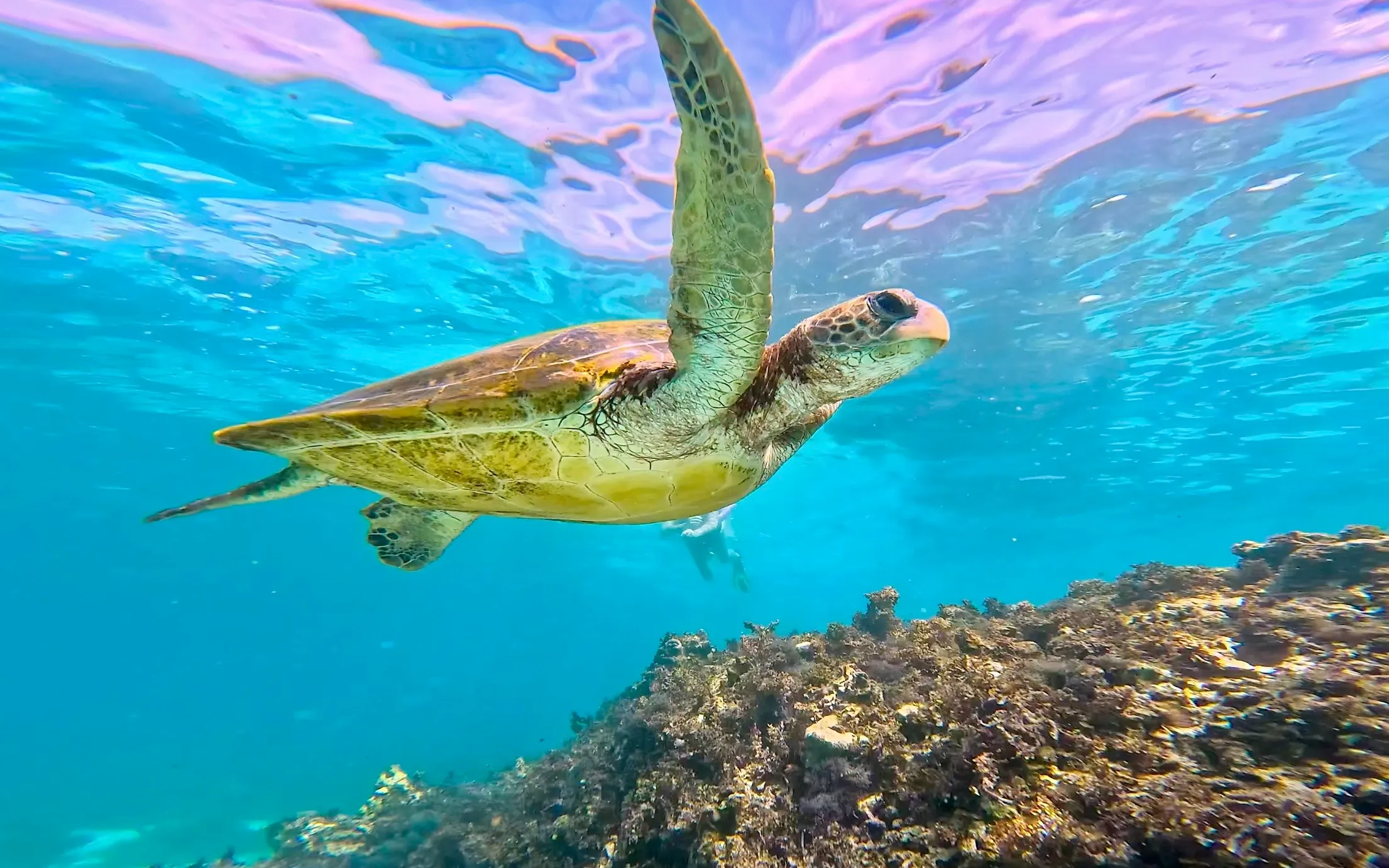 Coral Bay Ningaloo Reef Snorkel Tour - 3 Hours | Experience Oz-3