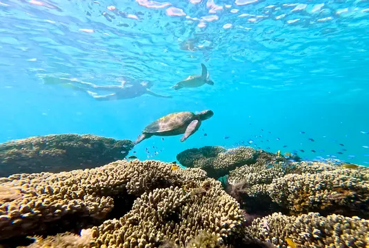 Coral Bay Ningaloo Reef Snorkel Tour - 3 Hours