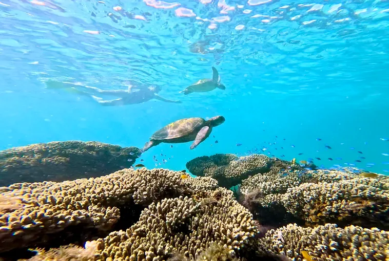 Ningaloo Reef Snorkel Tour, 3 Hours - Coral Bay
