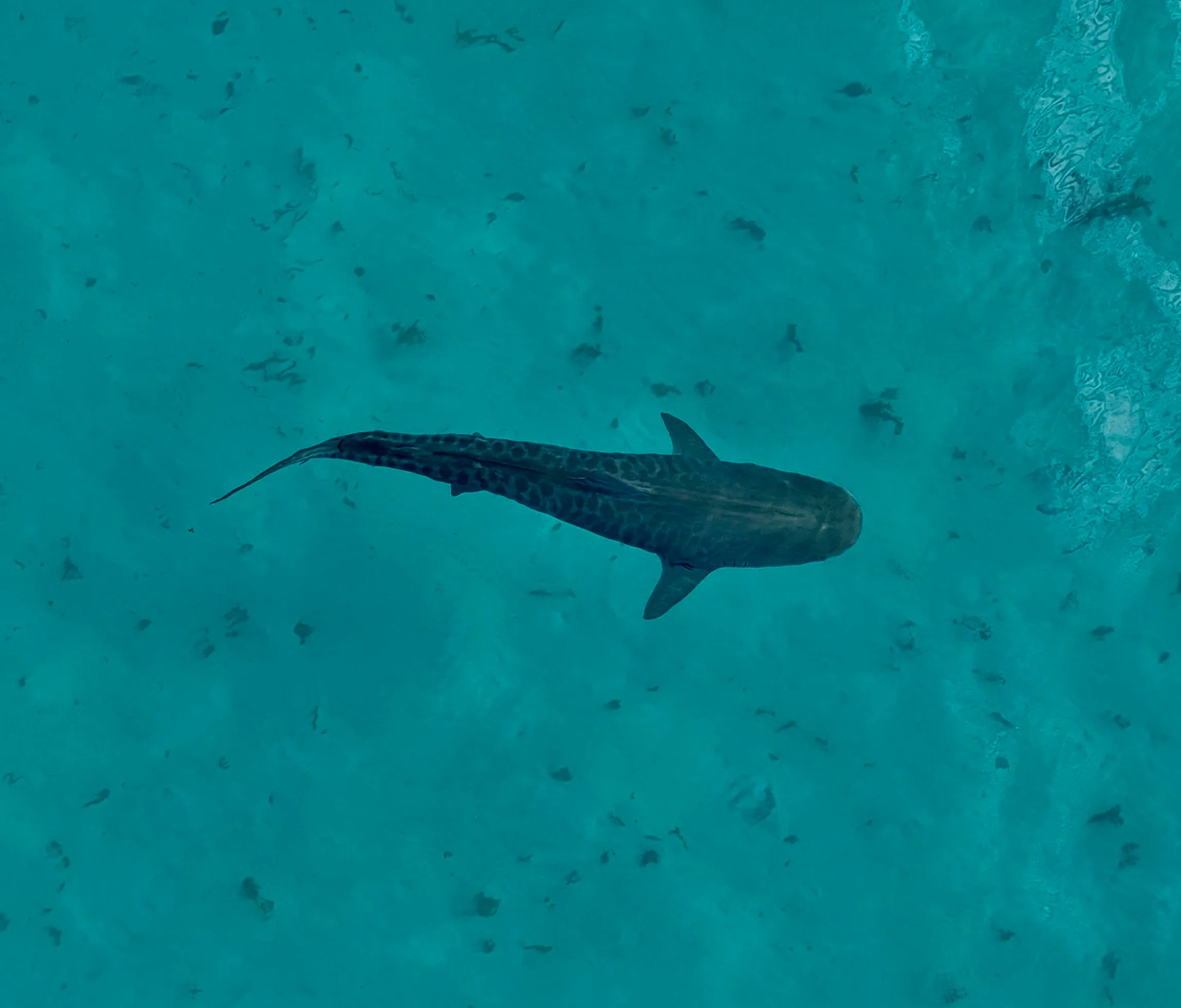 Coral Bay Whale Watching Cruise - 2.5 Hours | Experience OZ-6