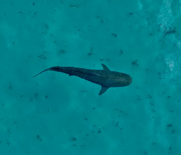 Coral Bay Whale Watching Cruise - 2.5 Hours | Experience OZ