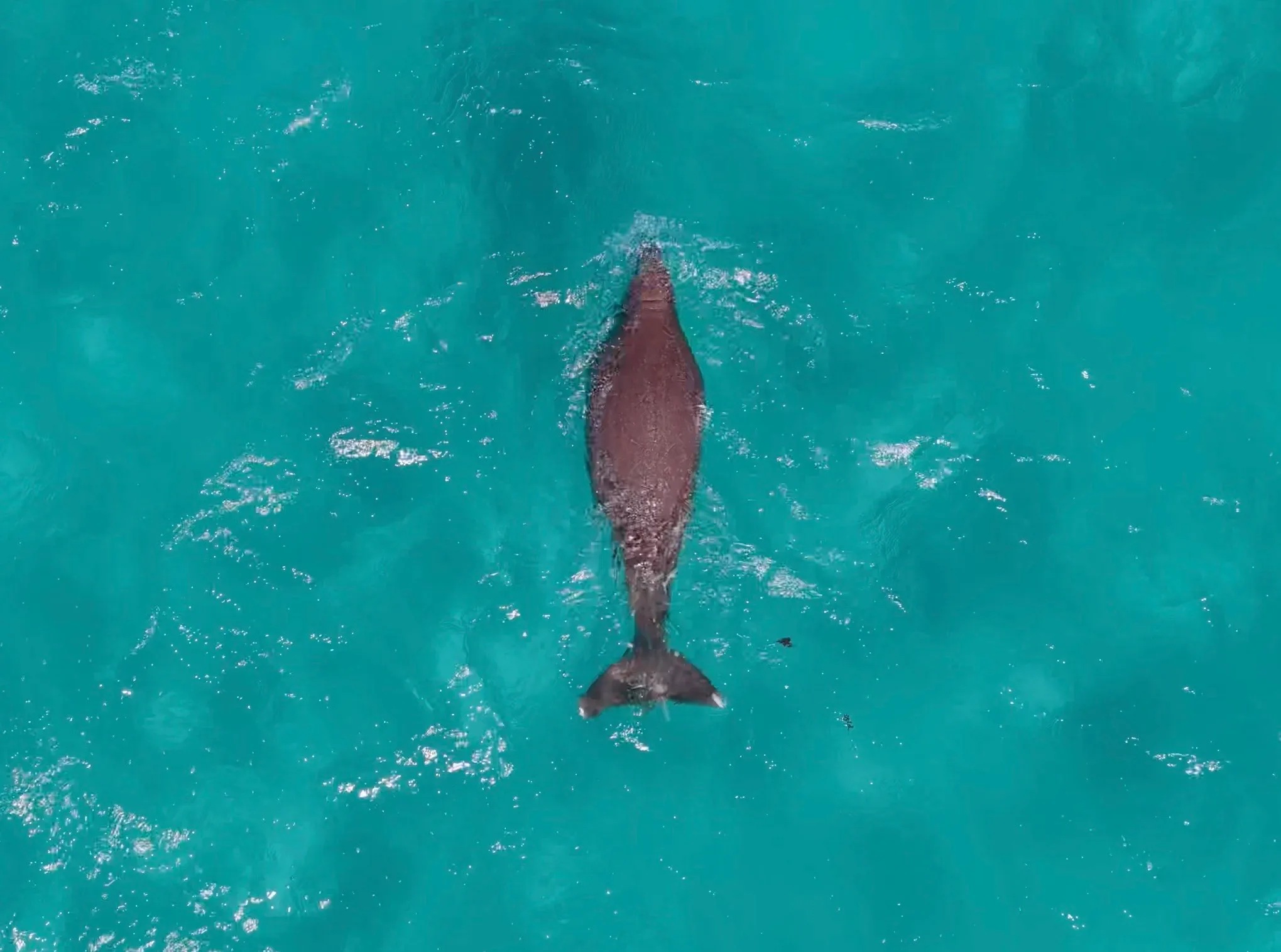 Coral Bay Whale Watching Cruise - 2.5 Hours | Experience OZ-1