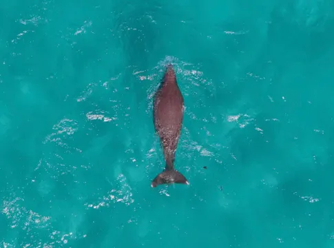 Coral Bay Whale Watching Cruise - 2.5 Hours