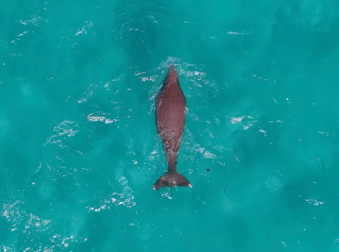 Coral Bay Whale Watching Cruise - 2.5 Hours | Experience OZ