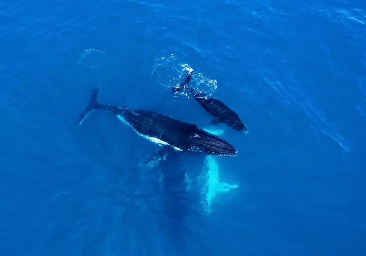 Coral Bay Whale Watching Cruise - 2.5 Hours | Experience OZ