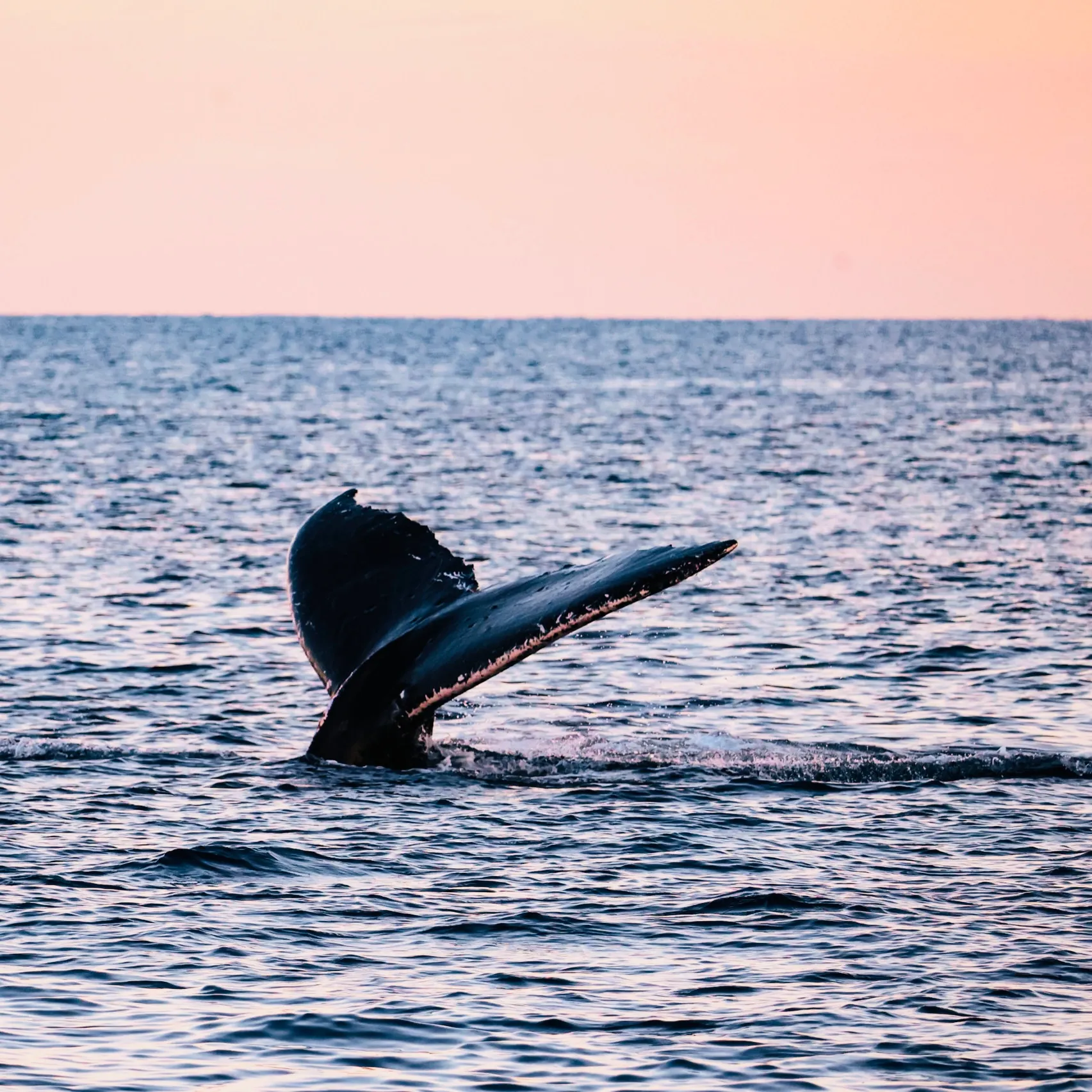 Coral Bay Whale Watching Cruise - 2.5 Hours | Experience OZ-10