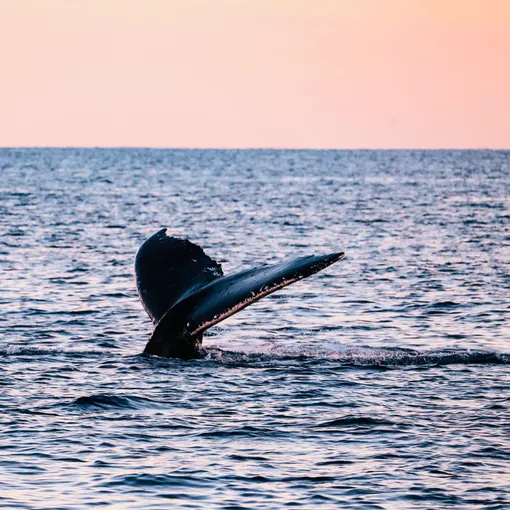 Coral Bay Whale Watching Cruise - 2.5 Hours | Experience OZ