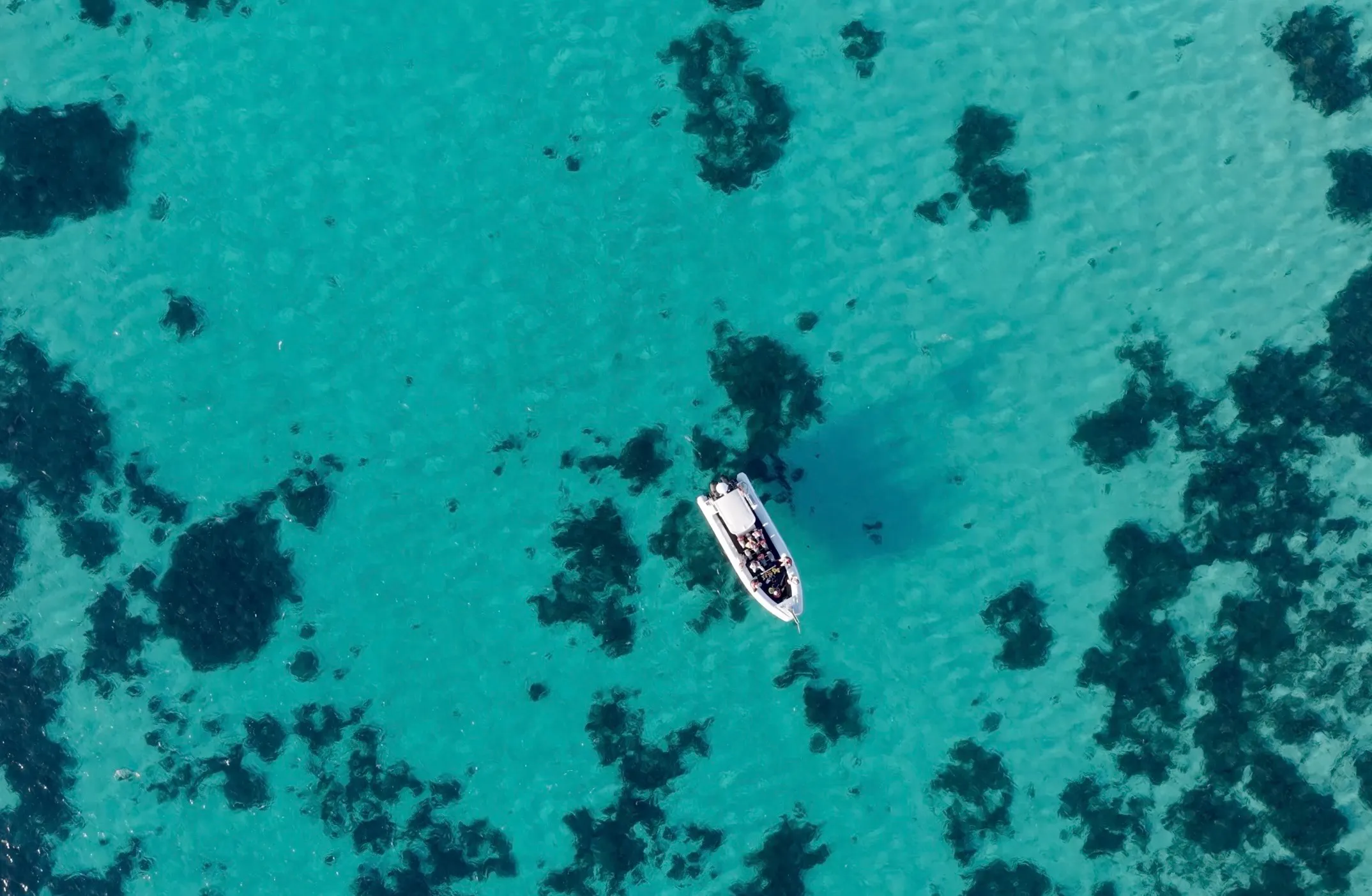 Coral Bay Whale Watching Cruise - 2.5 Hours | Experience OZ-7
