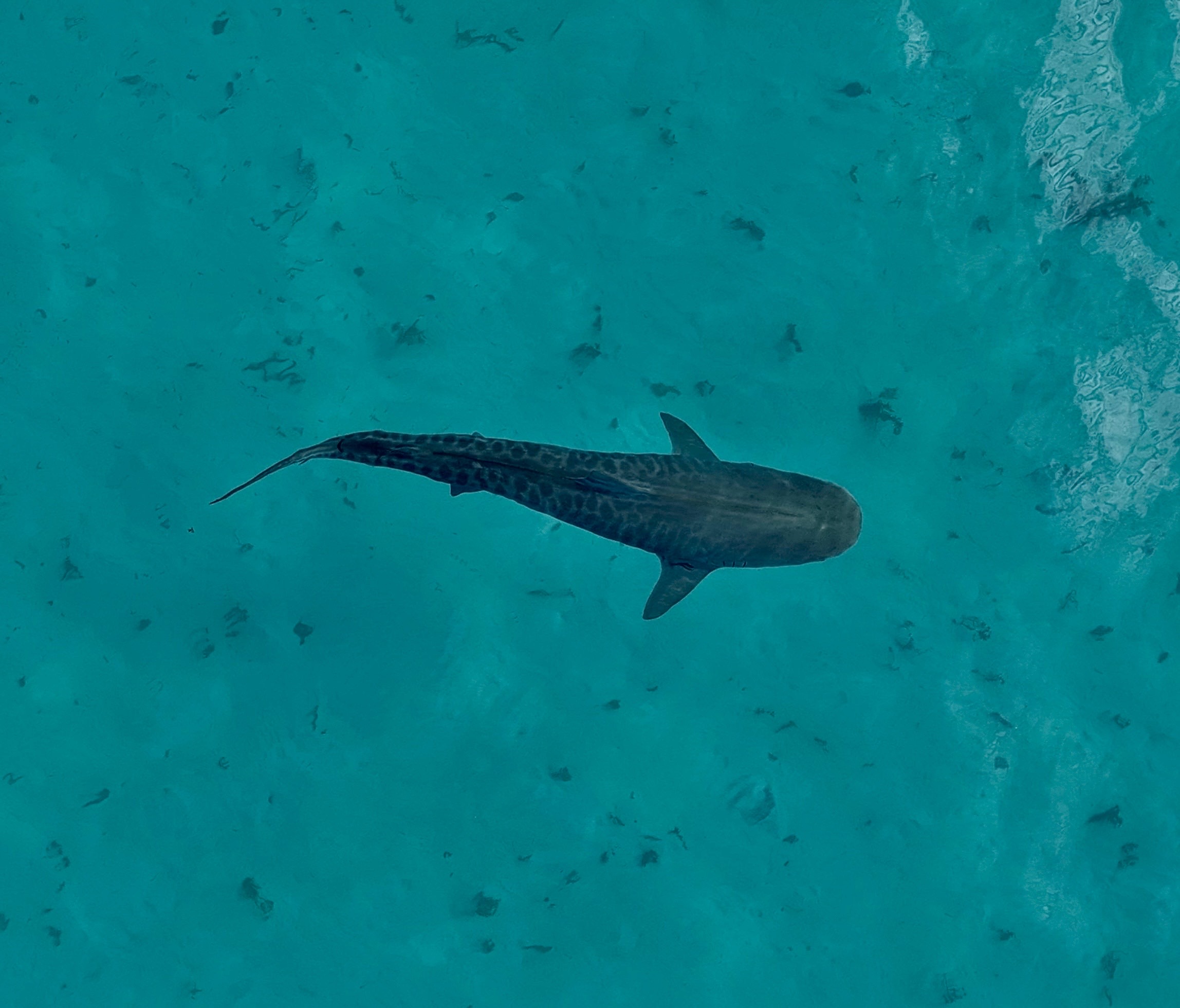 Whale Watching Cruise, 2.5 Hours - Coral Bay