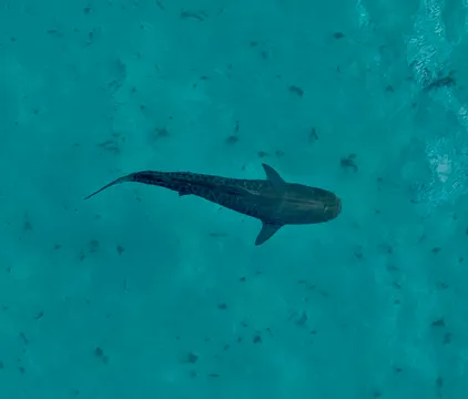 Whale Watching Cruise, 2.5 Hours - Coral Bay