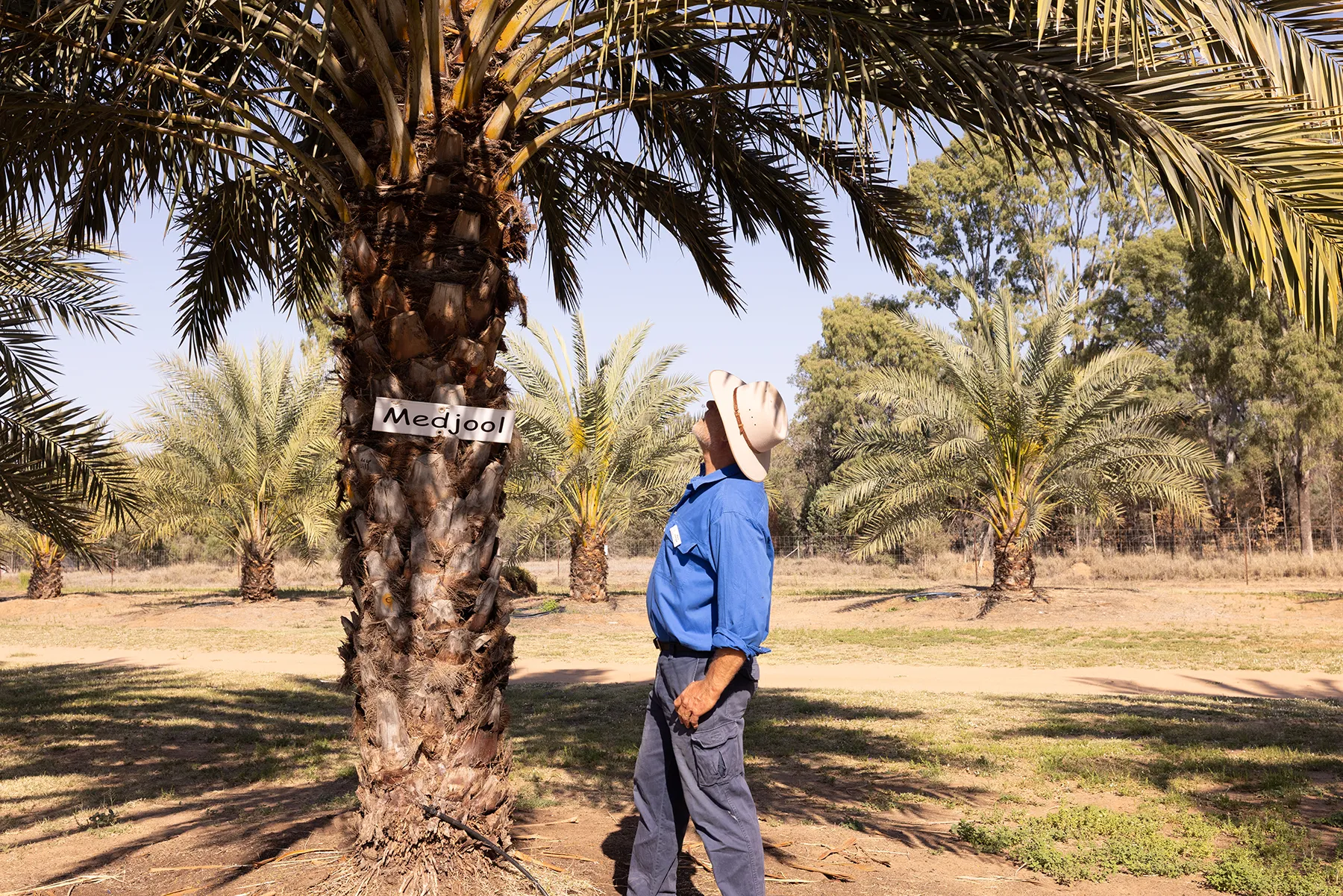 Guided Date Farm Tour & Tasting - 90 Minutes | Experience Oz-7