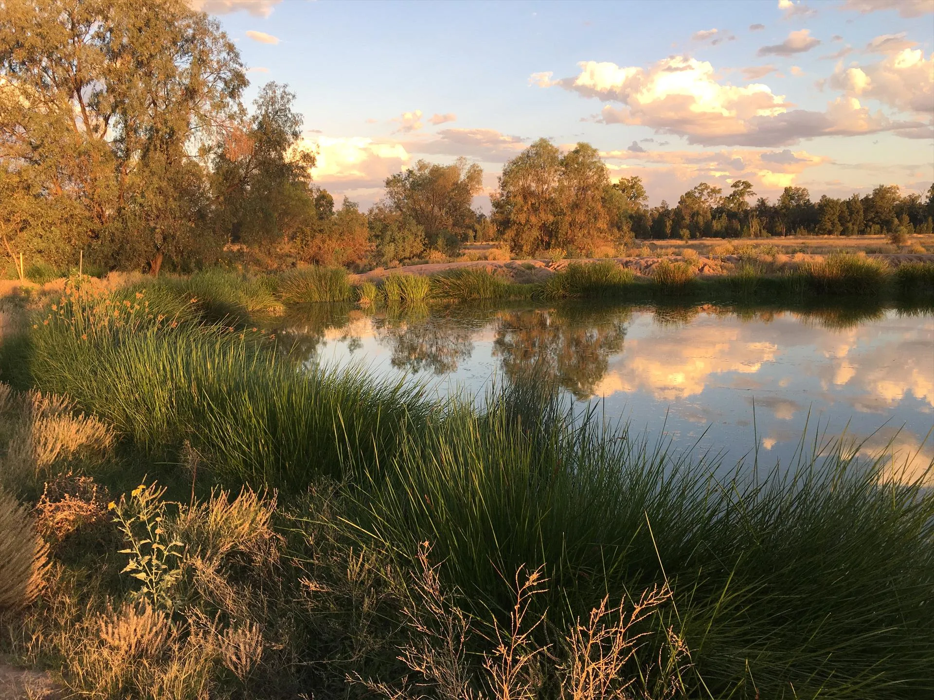 Guided Date Farm Tour & Tasting - 90 Minutes | Experience Oz-8