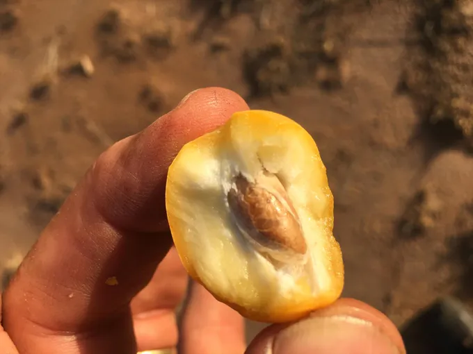 Guided Date Farm Tour & Tasting - 90 Minutes | Experience Oz