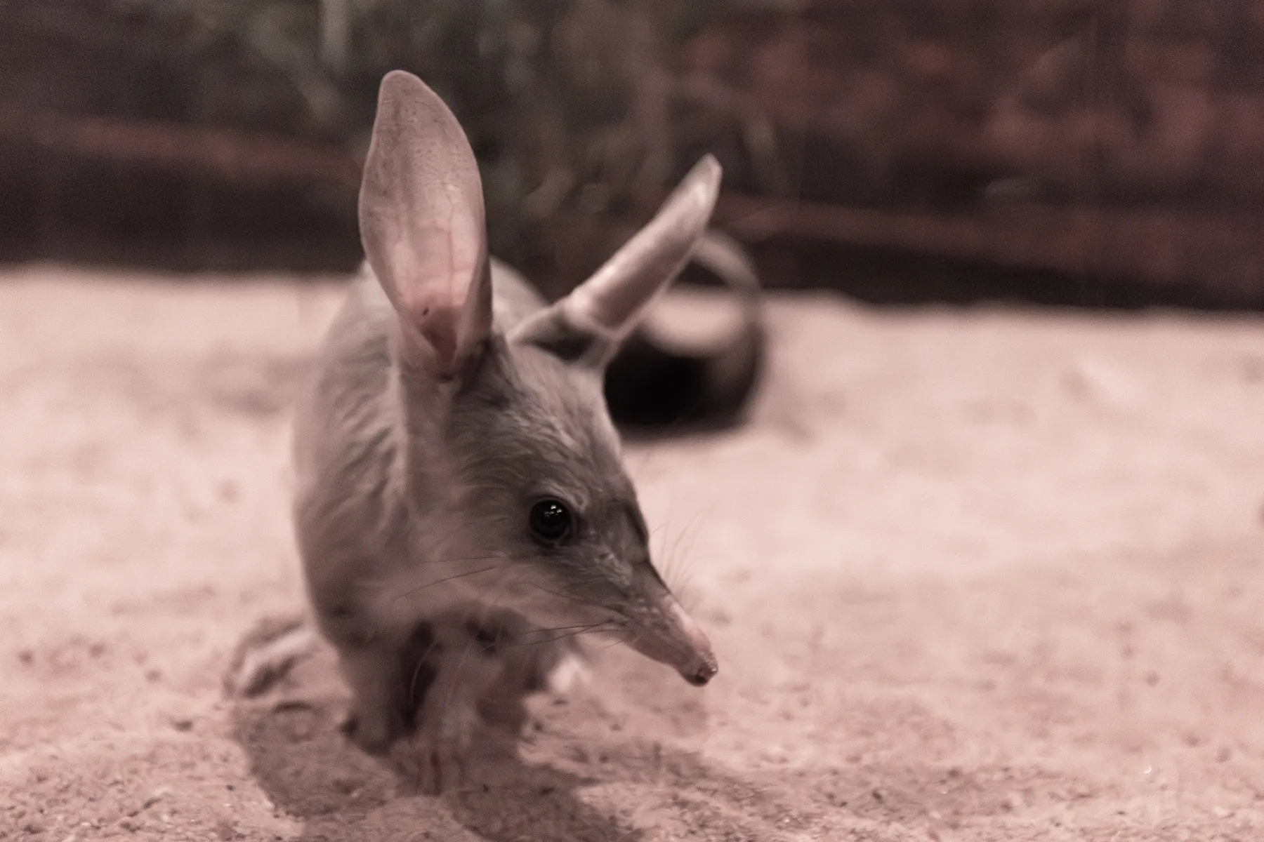 Charleville Bilby Nocturnal House Tour - 1 Hour | Experience Oz-5