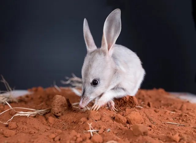 Charleville Bilby Experience