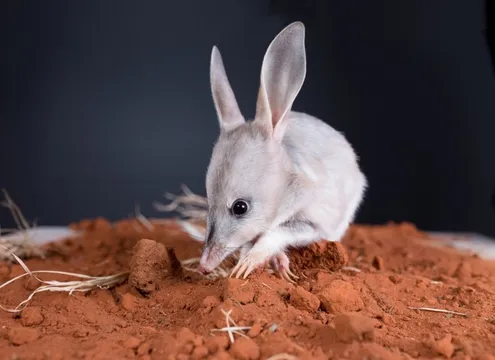 Charleville Guided Bilby Nocturnal House Tour - 1 Hour