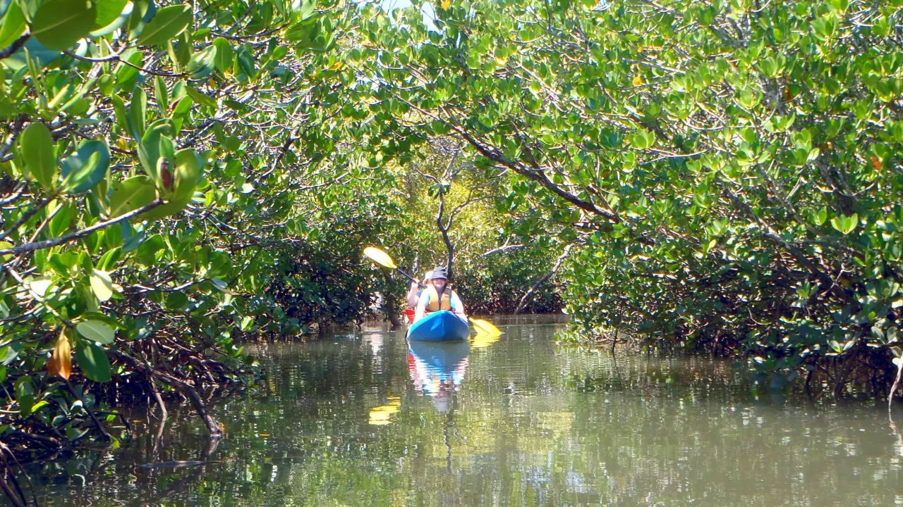 1770 Nature Kayak Tour - 3 Hours | Experience Oz-5