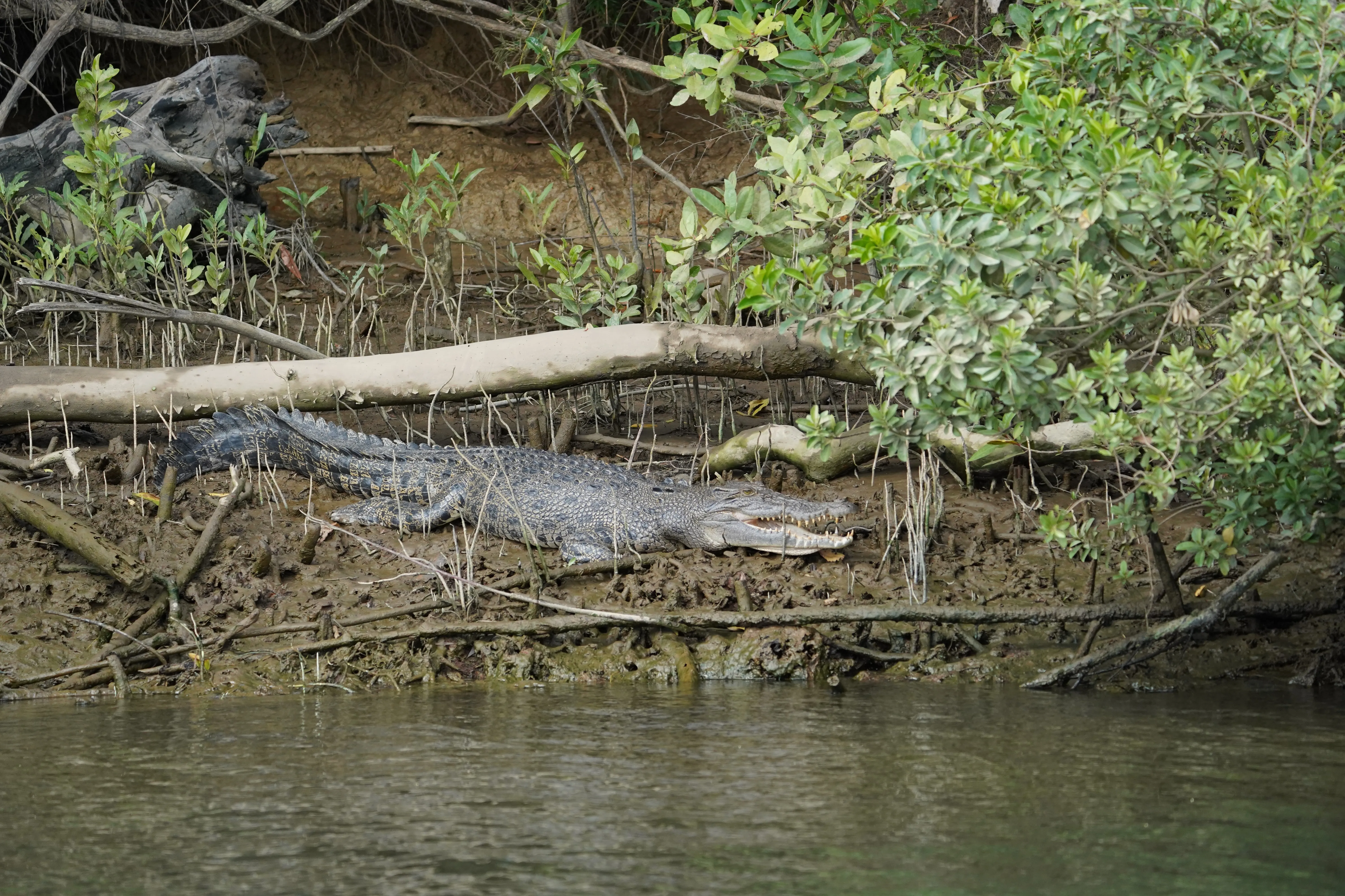 Daintree Rainforest & Crocodile Cruise Tour | Experience Oz-5