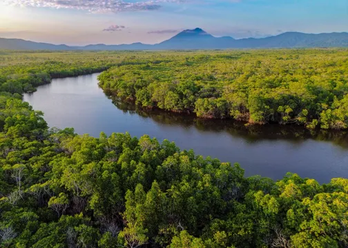 Daintree Rainforest & Crocodile Cruise Private Luxury Tour