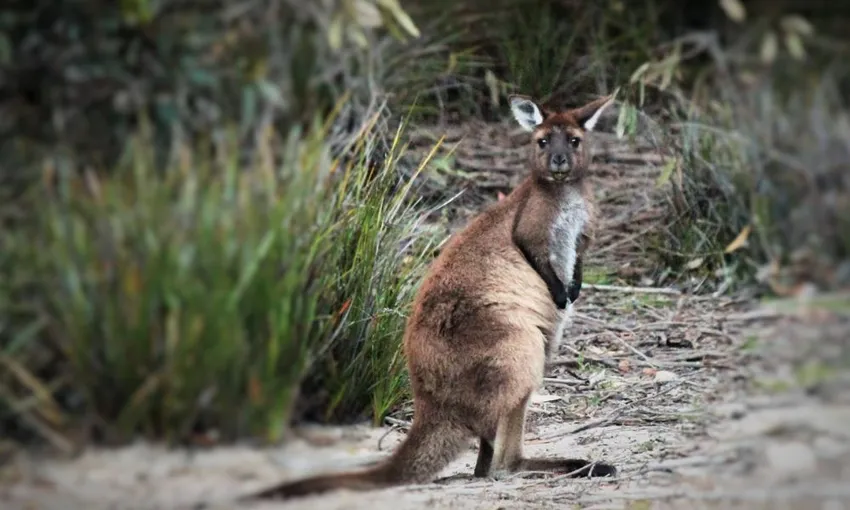 Kangaroo Island Guided E-Bike Tour - 2 Hours | Experience Oz