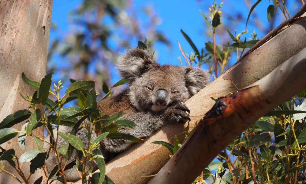 Kangaroo Island Guided E-Bike Tour - 2 Hours | Experience Oz-5