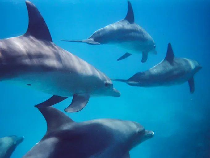 Swim with Wild Dolphins & Seals, 2 Hours - Kangaroo Island
