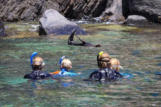 Swim with Wild Dolphins & Seals, 2 Hours - Kangaroo Island