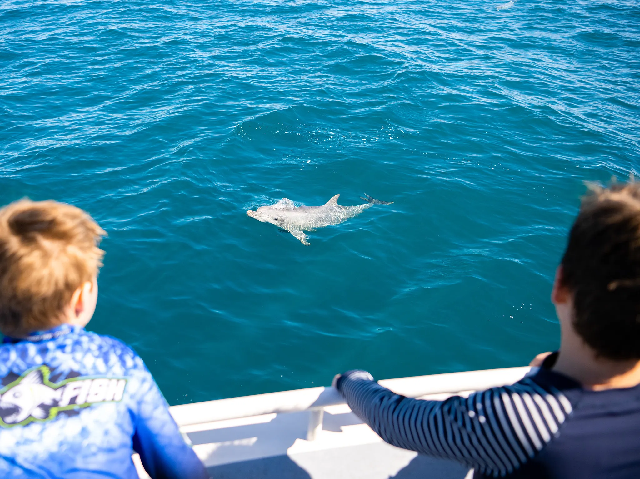 Kangaroo Island Dolphin and Seal Swim - 2 Hours | Experience Oz-3