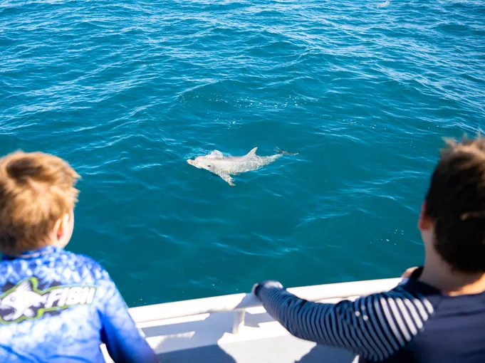 Kangaroo Island Dolphin and Seal Swim - 2 Hours | Experience Oz