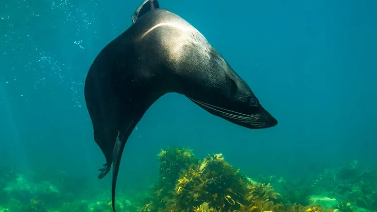 Kangaroo Island Dolphin and Seal Swim - 2 Hours | Experience Oz-7