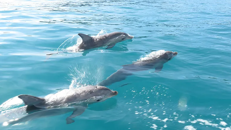 Kangaroo Island Dolphin and Seal Swim - 2 Hours | Experience Oz-6